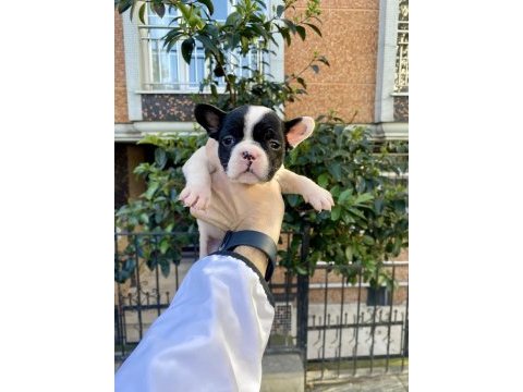 Sevimli minik şirin french bulldog yavrularımız