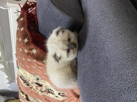 Scottish fold yavru