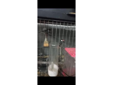 Jawa ispinou takım yumurta da