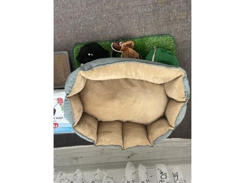 Hiperaktif maltipoo 10 aylık yavru