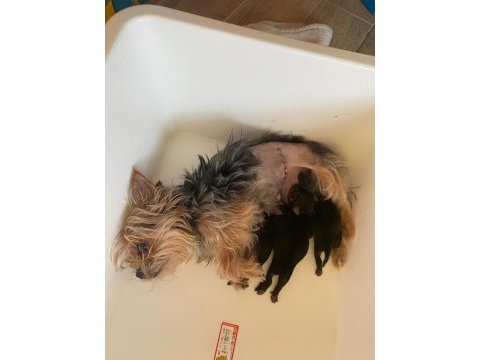 Kaliteli yorkshire terrier yavruları