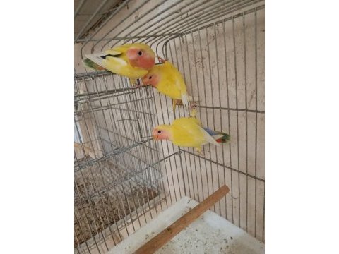 Yavru alıştırmalık sevda papağanları