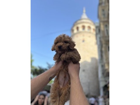 6 aylık aşıları tam sessiz sakin toy poodle