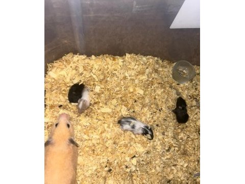 Siyah minik kömür hamster yavrularımız