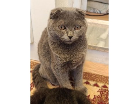 3 aylık scottish fold yavrular sahiplendirilecektir