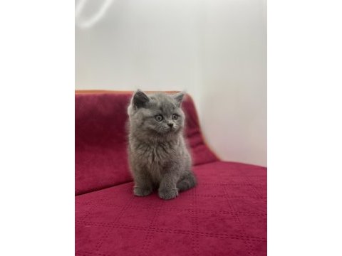 K9 avrupa çiftliğinden brtish ve scottish yavruları