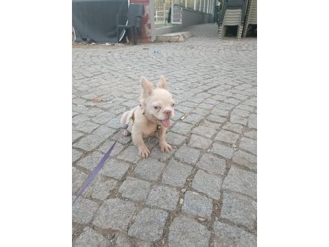 French bulldog 5 aylık