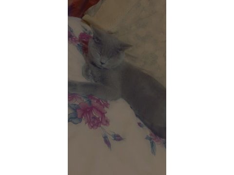 Bitish shorthair 4 aylık dişi