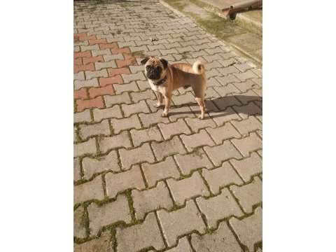 2 yaşında yetişkin pug