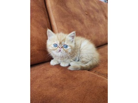 Bebekler yeni ailesine gitmeye hazır persian