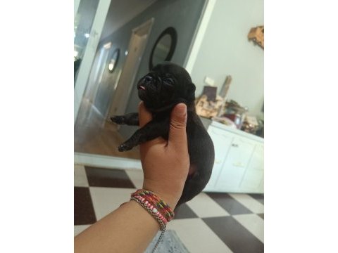 Egzotik ve standart fransız bulldog yavrularımız