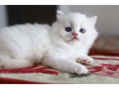 Bir çift boncuk mavi göz british longhair