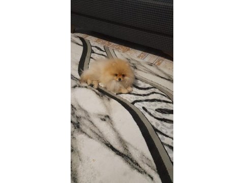 Pamuk pomeranian oğlumuzu sahiplendiriyoruz