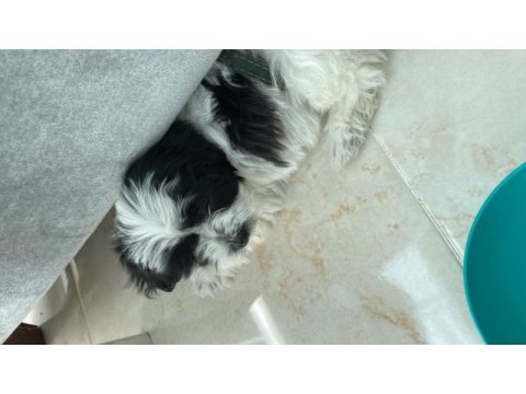 2aylık maltipoo