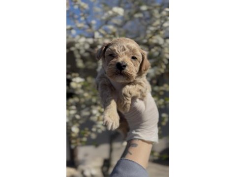 Original toy boy maltipoo yavruları