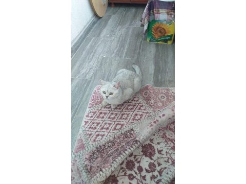 British shorthair kızımıza yeni yuva arıyoruz