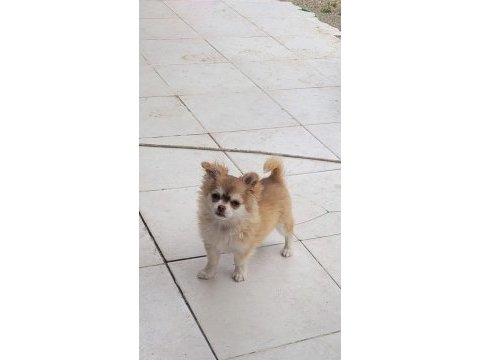 Şivava longhair dişi yavru