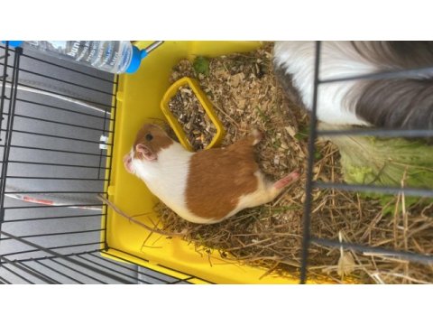 Guinea pig ginepig kobay