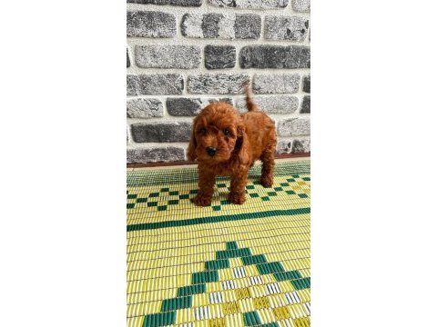 Aıle ortamında buyuyen poodle mınıkler