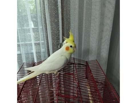 8 günlük bebek sultan papağanlar