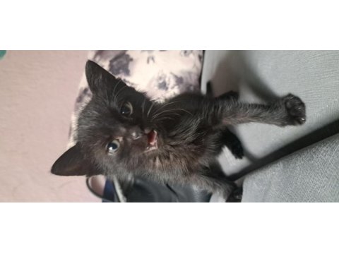 2 aylık siyah yavru kedimize acil yuva aranıyor