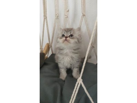 Dişi british longhair kedisi