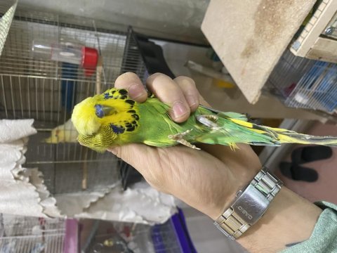 Show jumbo vasıflı muhabbet kuşu