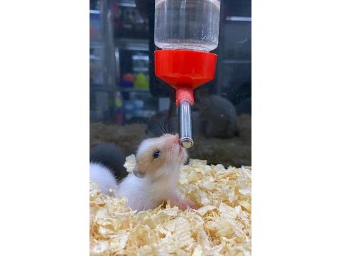 Hamster denilince akla gelen tek adres baby fish aquarim