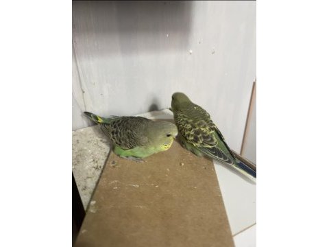 Yeni yeme düşecek muhabbet kuşu