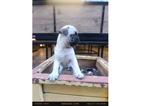 Pug bebek erkek tuvalet eğitimli