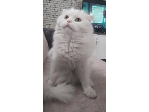 Scottish fold 1 yaşında evcil aşılı hamile