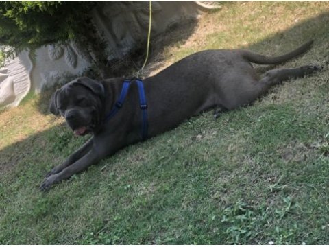 Blue cane corso yavrular ırk sağlık garantili