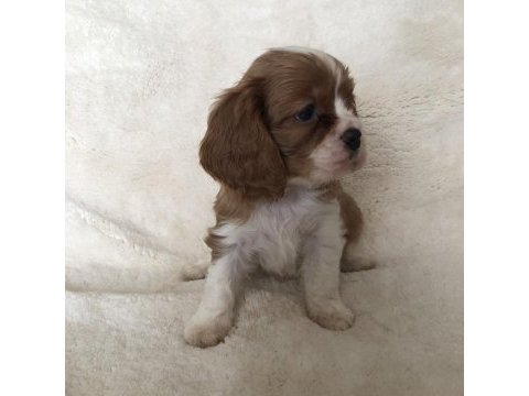 A kaliteli cavalier king charles bebekler