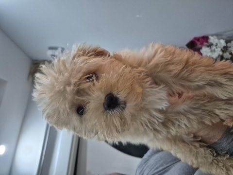Toy poodle aprikot yavrum