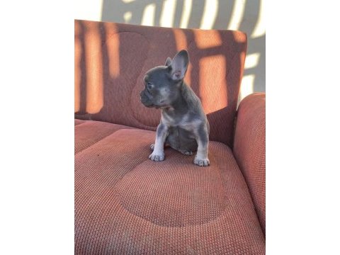 Blue tan egzotic french bulldog dişi