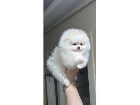 Üst kalite mini boy orijinal ırk pomeranian boo dişi