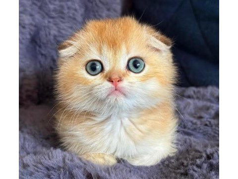 Scottish fold golden bebek