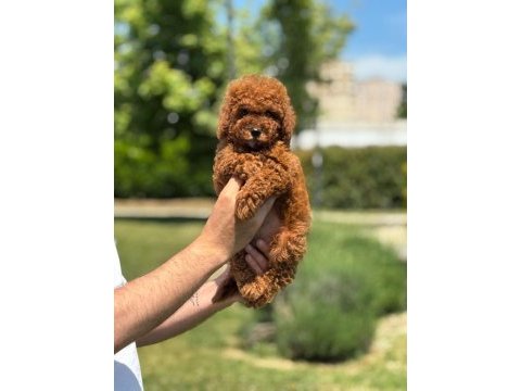 Poodle yavrumuz aşılı