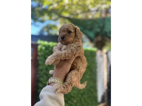 Apricot erkek poodle bebek