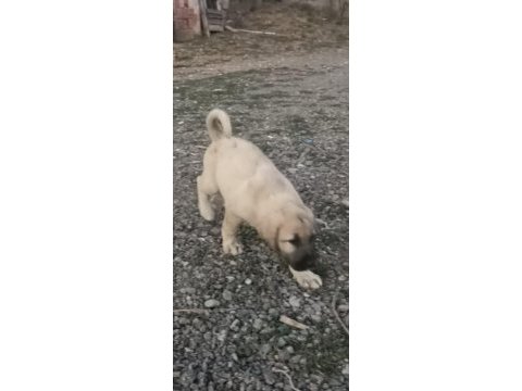 2 aylık yavru köpekler