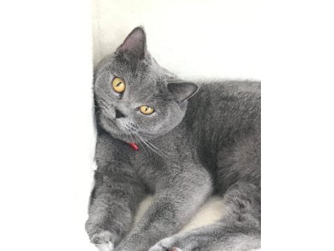 British shorthair gri kedimiz