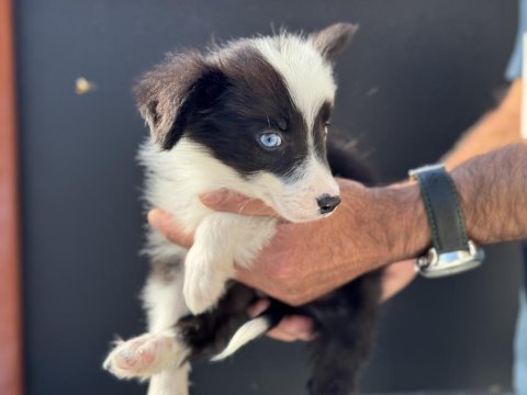 Ankarada safkan border collie yavrularımız