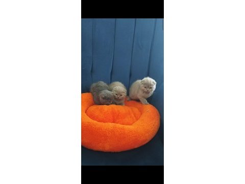 Panda surat 0 kulak scottish fold bebekler