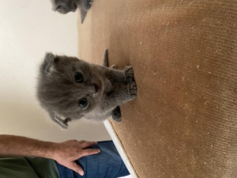 British shorthair yavrular