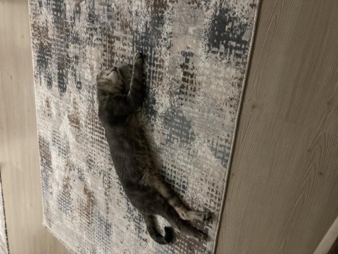 Erkek kedi