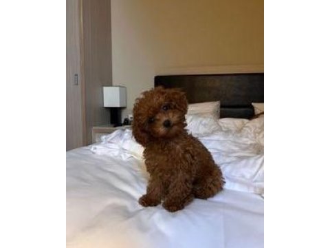 Toy poodle yavrularımız kıvırcık dalgalı orjinal