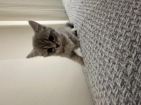 British shorthair yavru