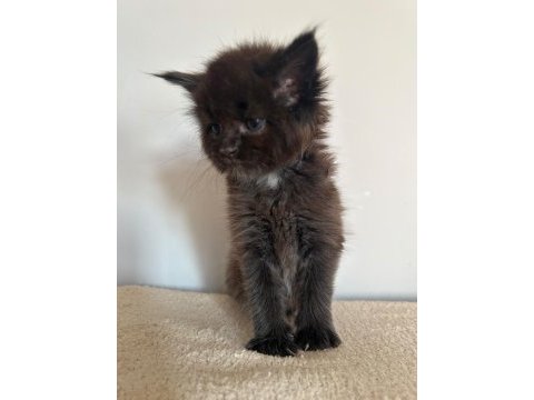 Minik dev kara panter kedimiz ıgor