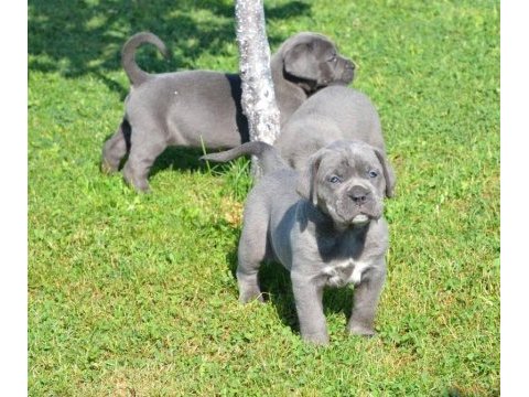Premium cane corso yavruları