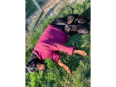 Safkan doberman